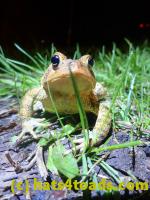 /home//u458753944/public_html/sourcegallery//////////////////////Roxborough Toad Detour/2021/2021-04-10/P4100254.JPG